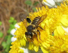 Megachile melanopyga