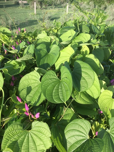 Dioscorea sansibarensis image