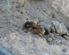 Megachile desertorum