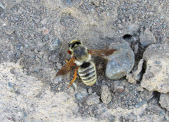Megachile desertorum