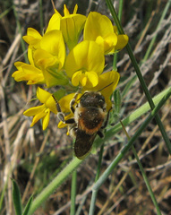 Osmia aurulenta