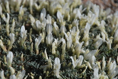 Astragalus brevifolius