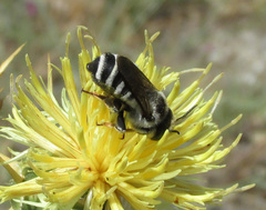 Megachile albisecta