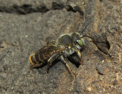 Lithurgus chrysurus