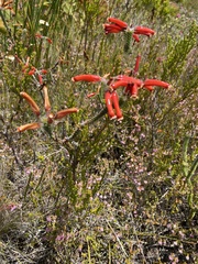 Erica massonii