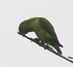 Loriculus beryllinus