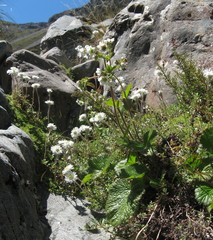 Geum cockaynei