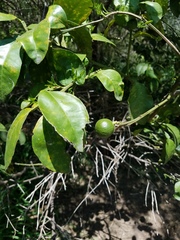 Citrus × latifolia