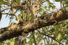 Polystachya golungensis