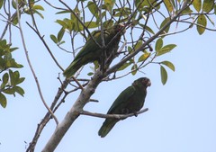 Amazona leucocephala