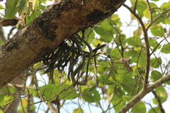 Diaphananthe fragrantissima