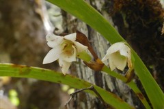 Angraecum striatum image