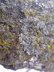 Phaeophyscia hirsuta