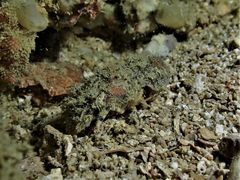 Crenarctus bicuspidatus