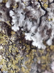 Phaeophyscia hirsuta