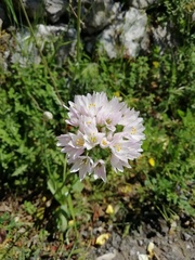 Allium roseum