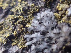 Phaeophyscia hirsuta