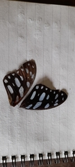 Graphium leonidas leonidas