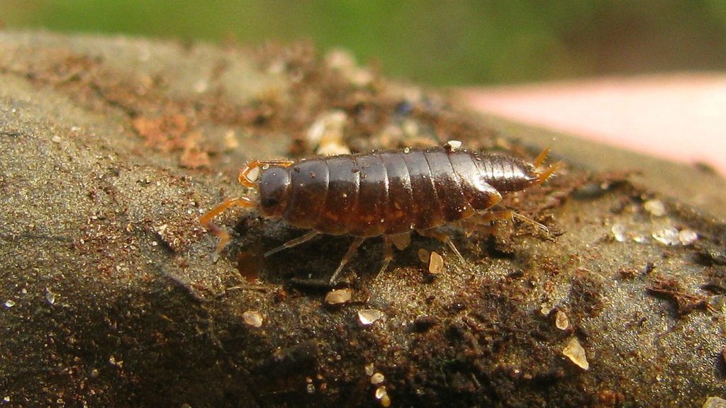 Anchiphiloscia