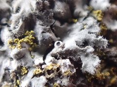 Phaeophyscia hirsuta