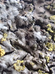 Phaeophyscia hirsuta