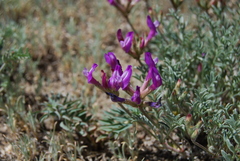 Astragalus stenoceras