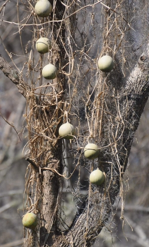 Cucurbita okeechobeensis image