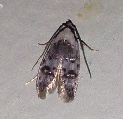 Scatochresis innumera