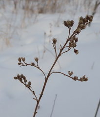 Spiraea alba alba