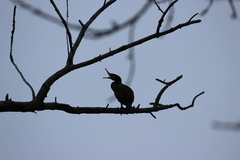 Phalacrocorax carbo