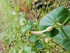 Aristolochia lutea