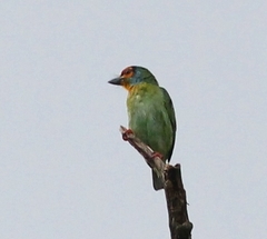 Psilopogon rubricapillus