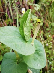 Aristolochia lutea