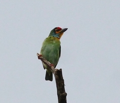 Psilopogon rubricapillus