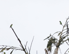 Psilopogon rubricapillus