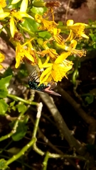 Lepidoptera