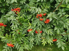Sorbus sambucifolia