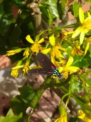 Lepidoptera