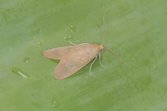 Trichromia leucoplaga