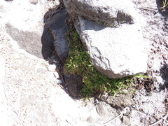 Lobelia eckloniana