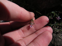 Lobelia eckloniana