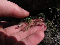 Lobelia eckloniana