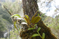 Elaphoglossum splendens