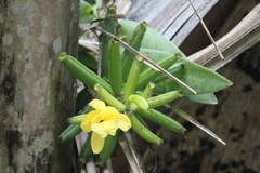 Vanilla palmarum