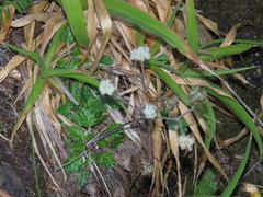 Hermas capitata