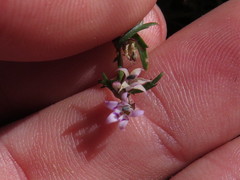 Lobelia eckloniana