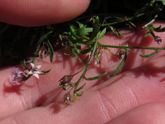 Lobelia eckloniana