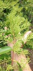 Tripodanthus acutifolius
