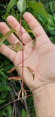 Tripodanthus acutifolius