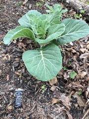 Brassica oleracea viridis